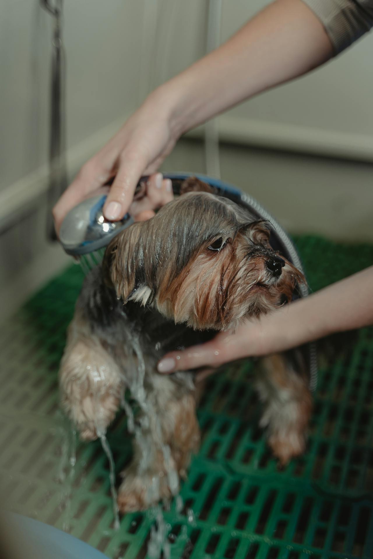 Understanding Sulfates and the impact they can have on your dog's skin