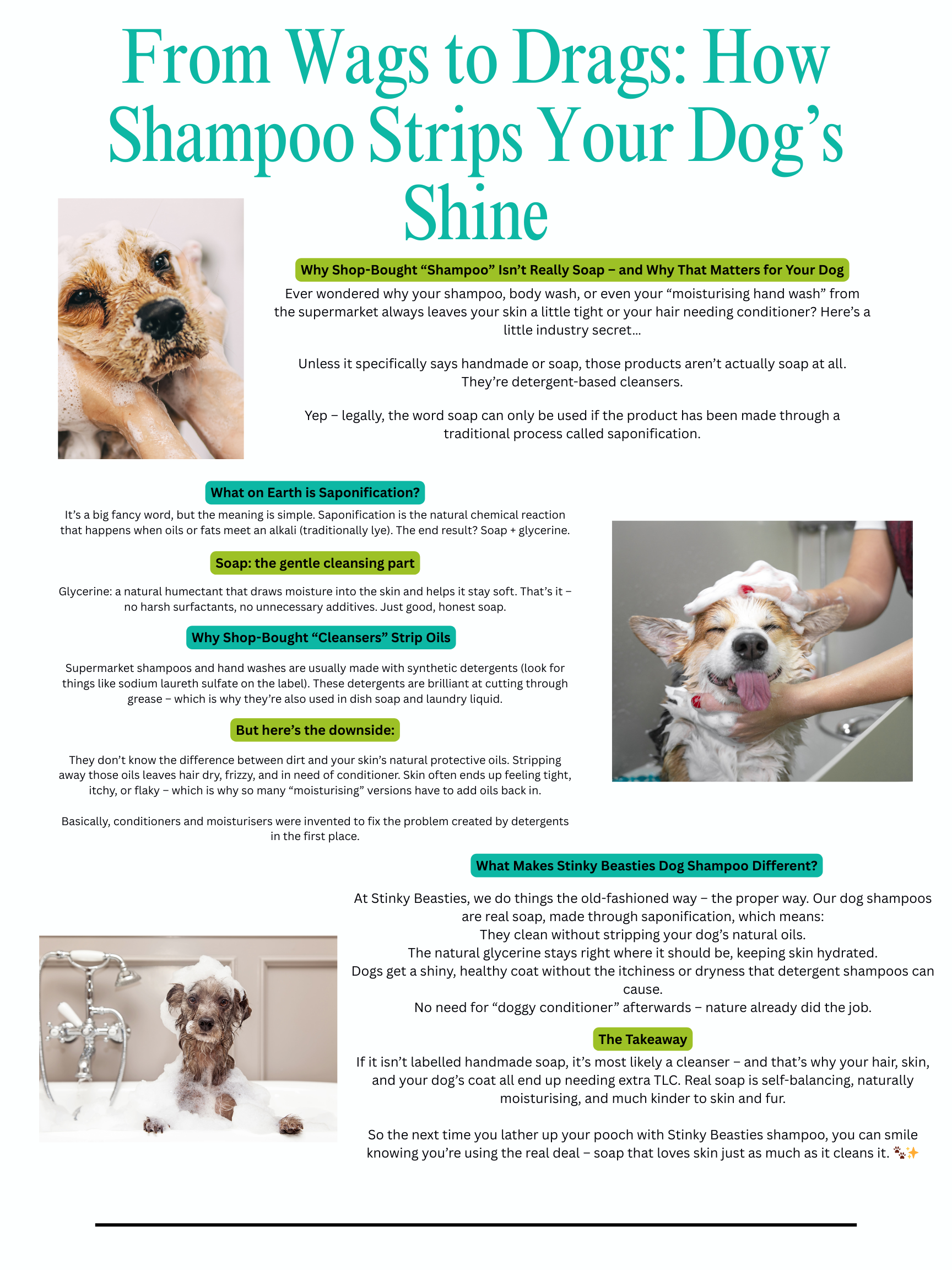Is Your Dogs Shampoo Causing Skin Irritation?