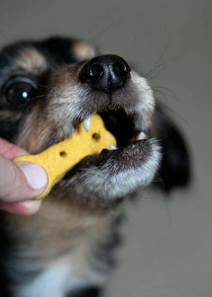 Biscuits & Training Treats