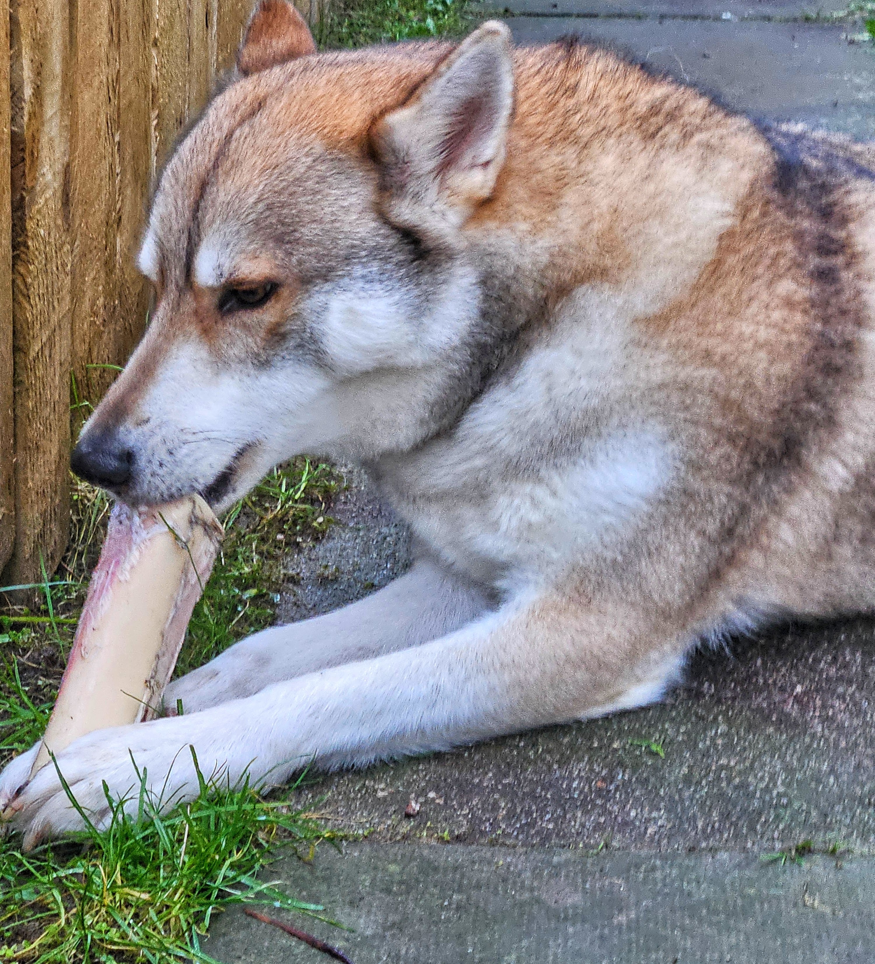 Long Lasting Chews - Bones, Horns & Yaks