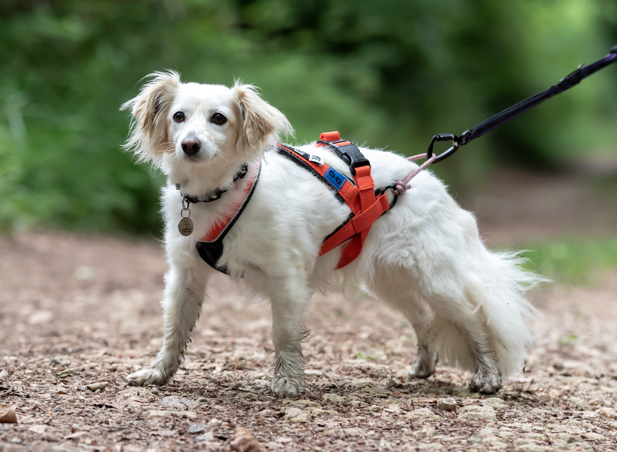 Arctic Multi-Sport Harness