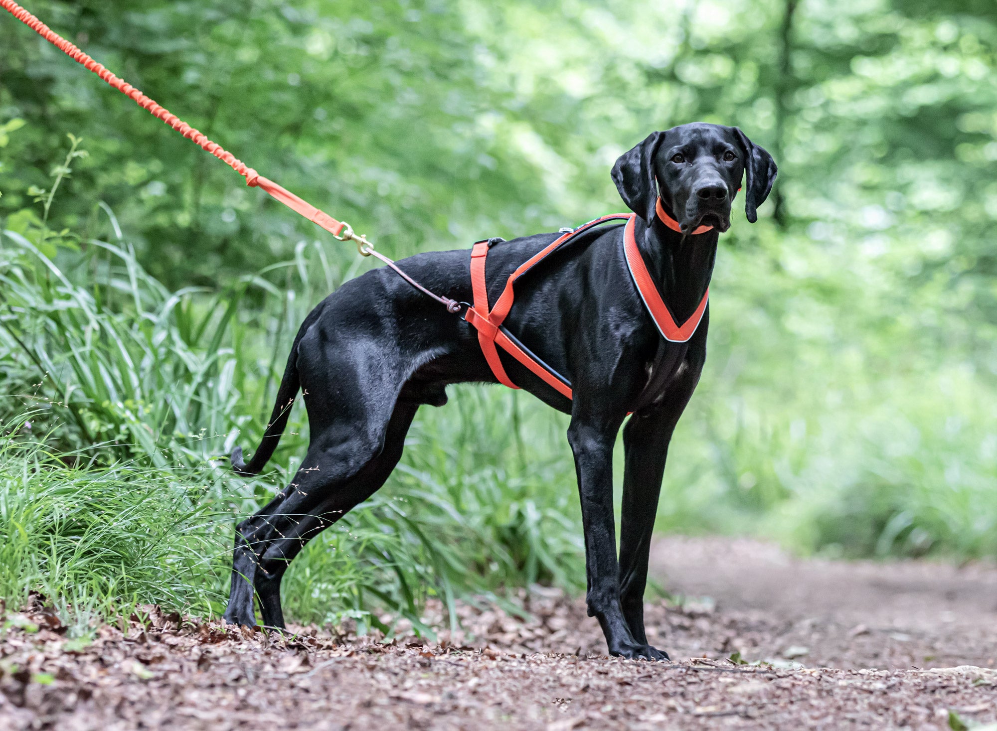 Arctic Multi-Sport Harness