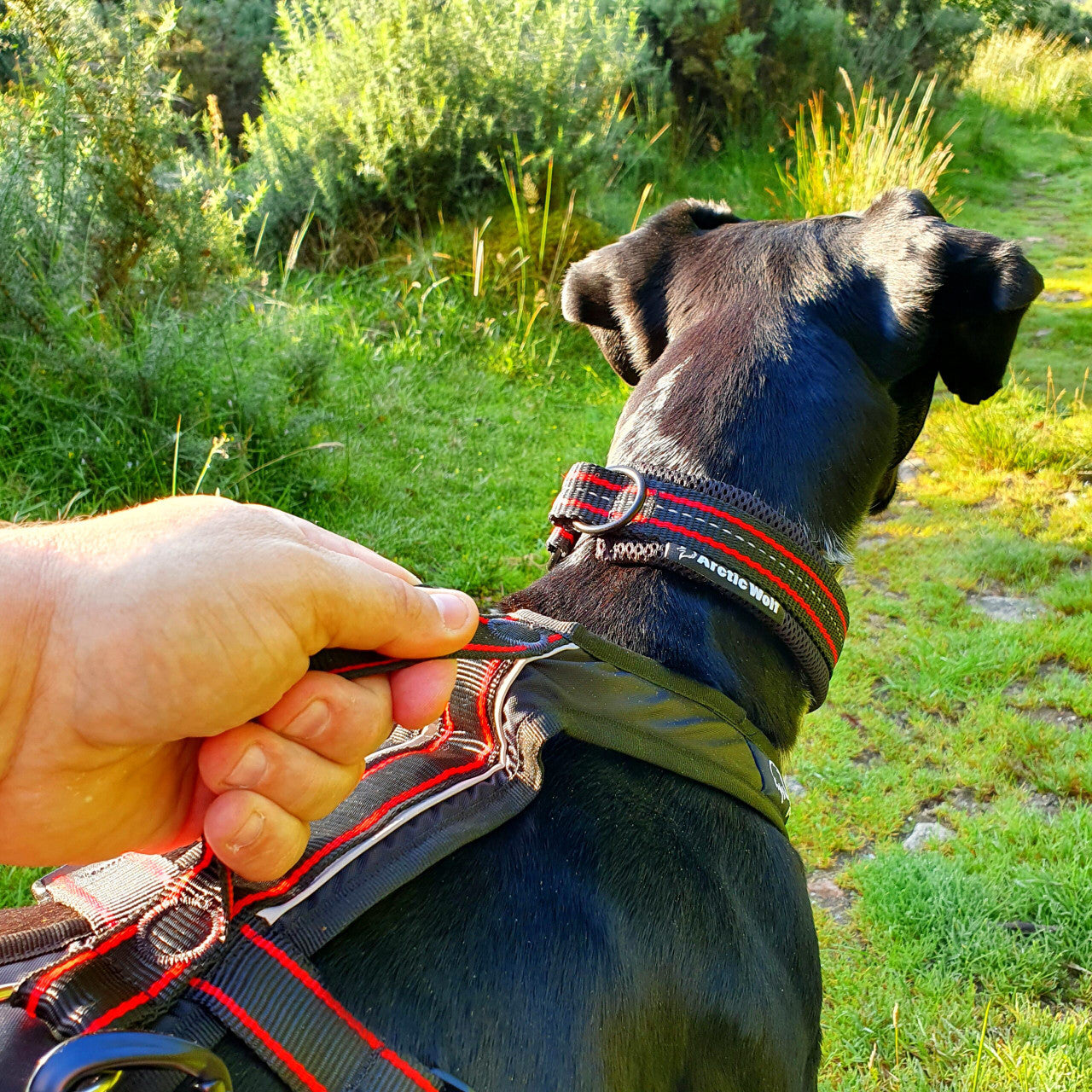 Arctic Wolf Adventure Harness