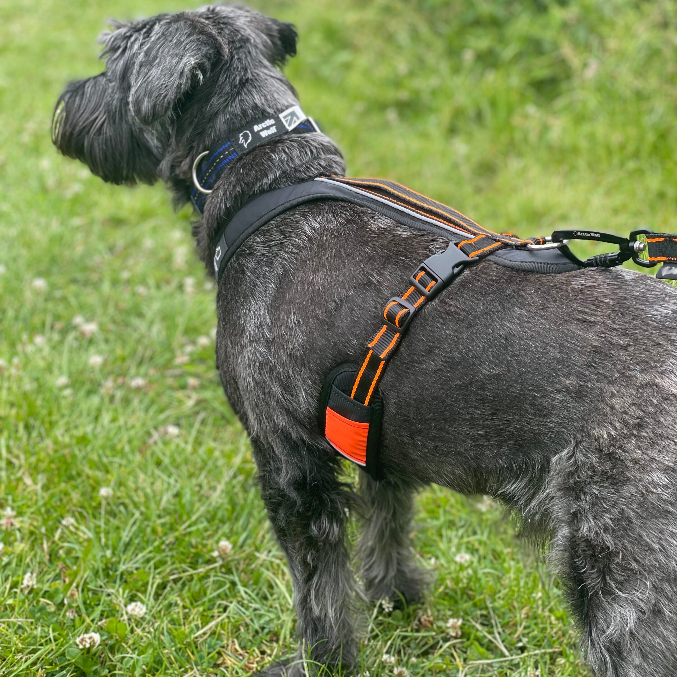 Arctic Wolf Adventure Harness