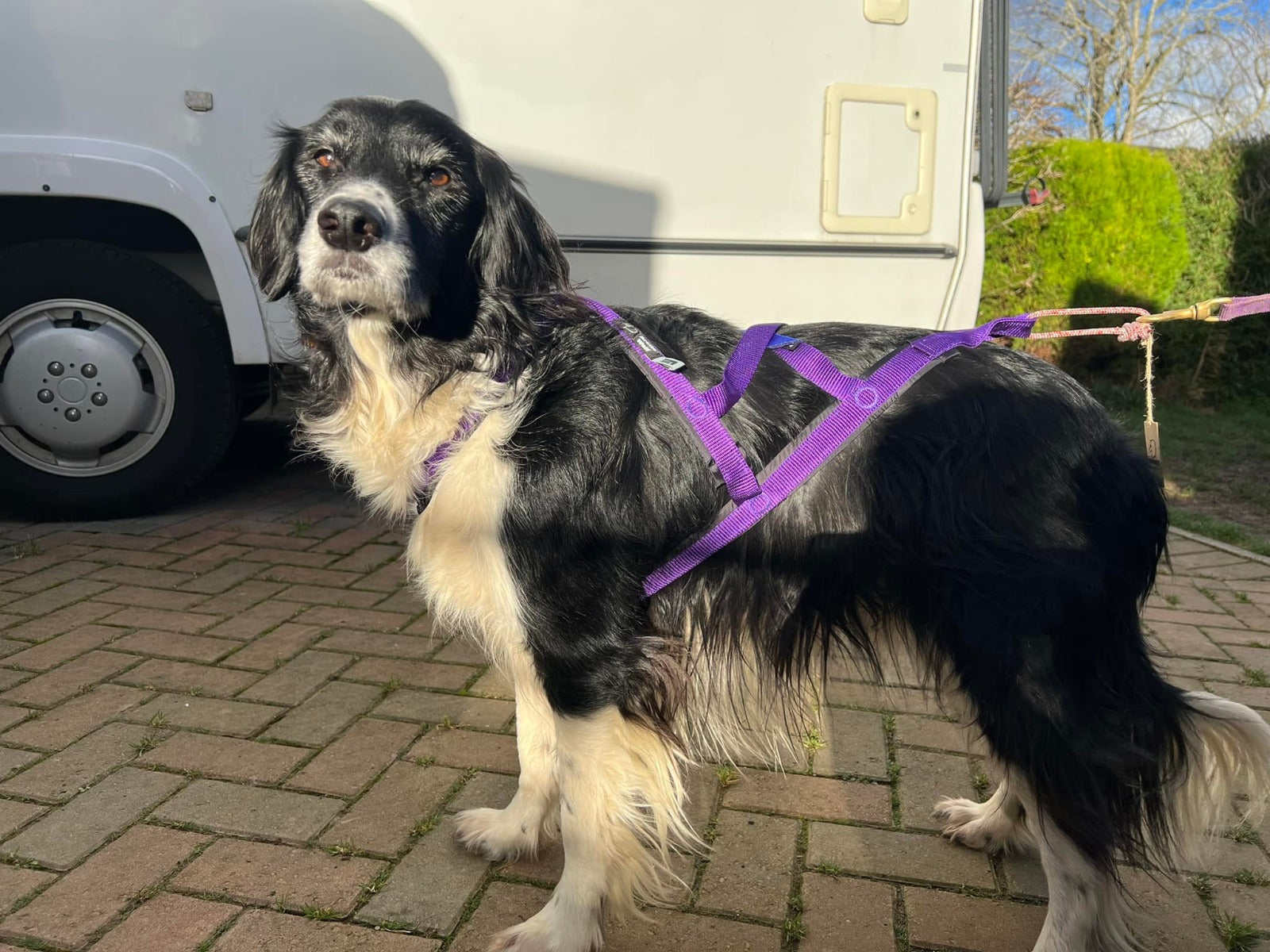 Arctic Wolf X-Back Harness