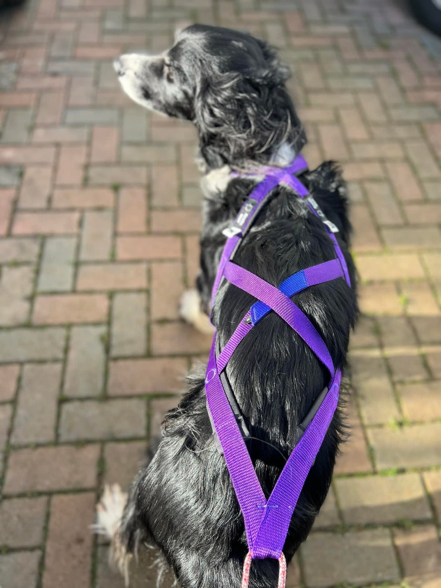 Arctic Wolf X-Back Harness