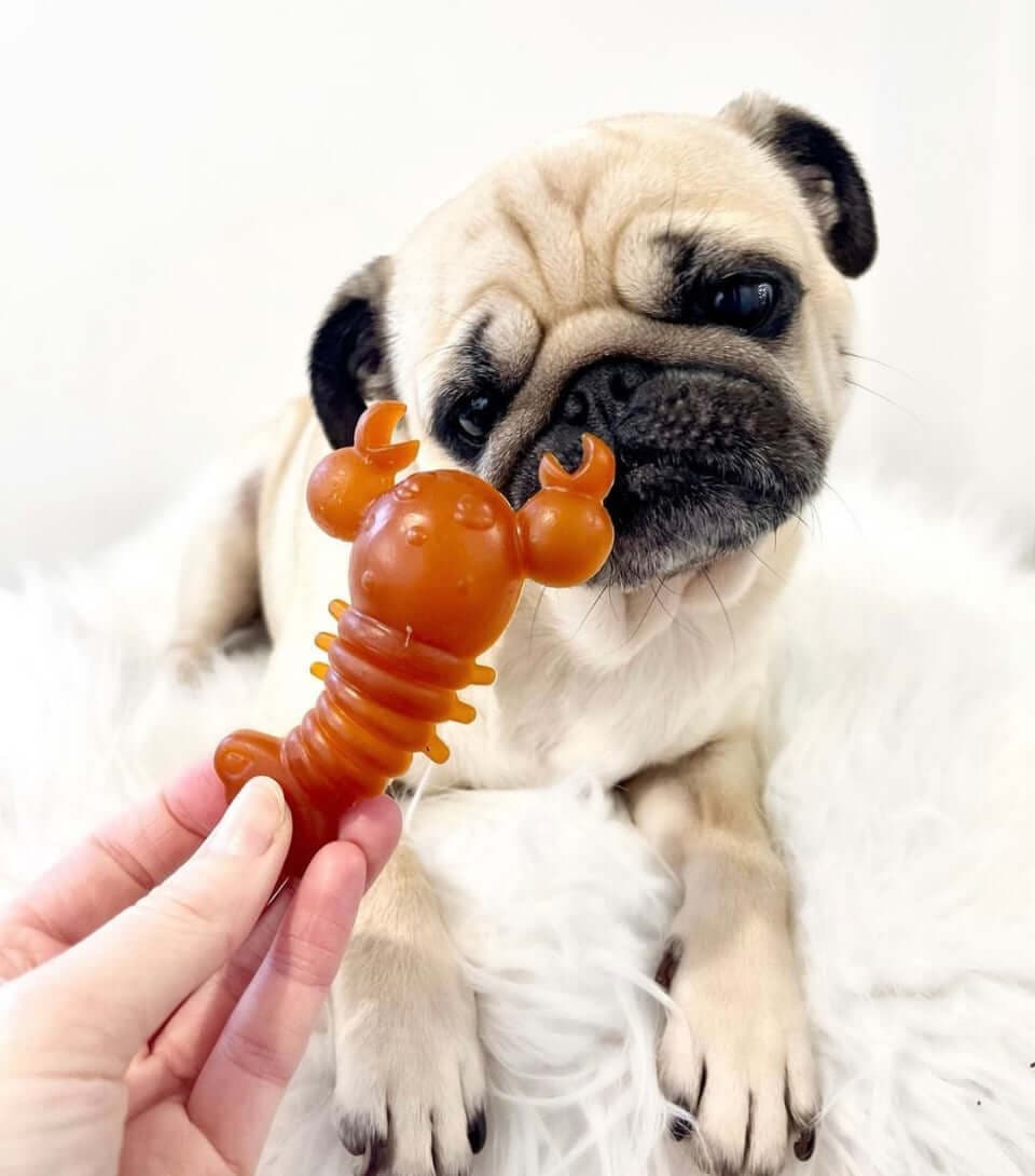 Carrot & Pumpkin Lobster Chew