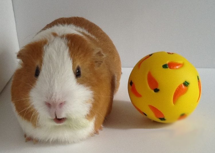 Small Animal Treat Ball